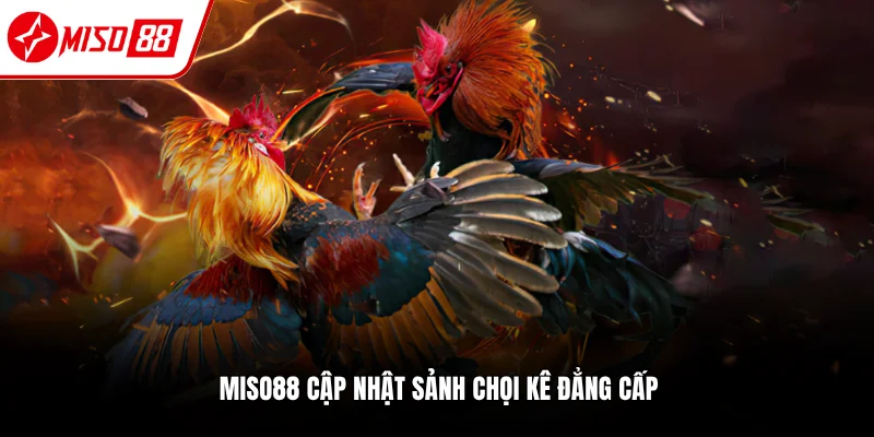 Miso88 - Link Miso88 miso88.com chính thức | Đăng nhập +88k 12 Sảnh đá gà Miso88 phù hợp cho mọi kê thủ